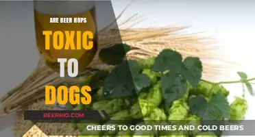 Hops Hazard: Understanding the Toxicity of Beer Ingredients to Dogs