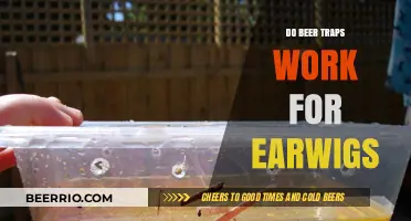 Effective Earwig Control: The Truth About Beer Traps Revealed