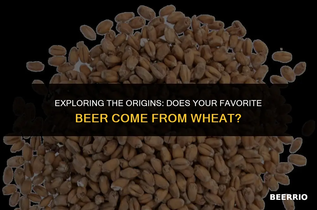 does beer come from wheat