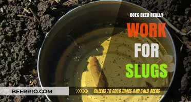 Slug Solution or Myth? The Truth About Beer Traps