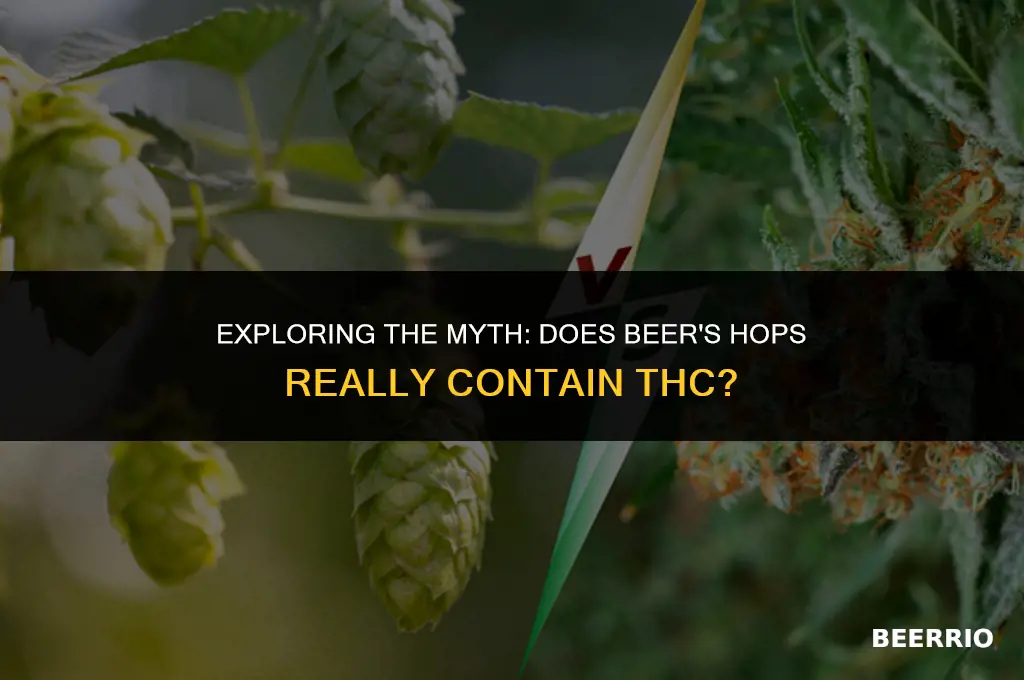 does hops in beer contain thc