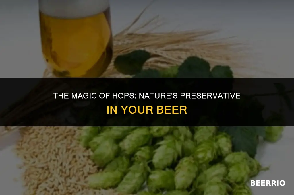 how does hops preserve beer
