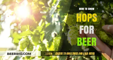 From Vine to Brew: A Comprehensive Guide to Growing Hops for Beer