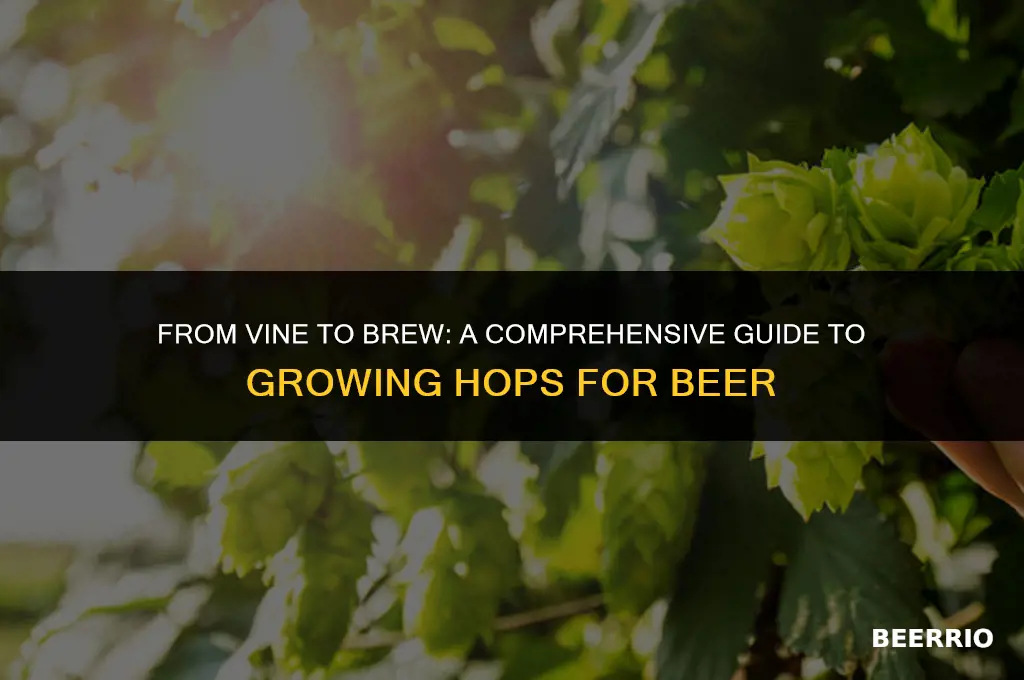 how to grow hops for beer