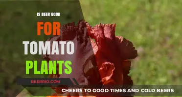 Brewing Benefits: Can Beer Nourish Your Tomato Plants?