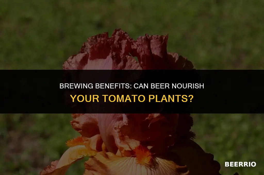 is beer good for tomato plants