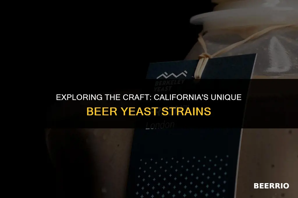 what beer yeast made in california