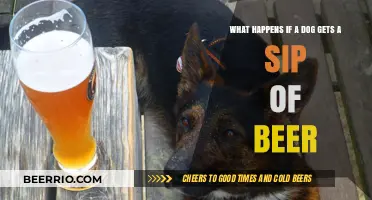 Paws and Reflect: The Surprising Effects of Beer on Dogs