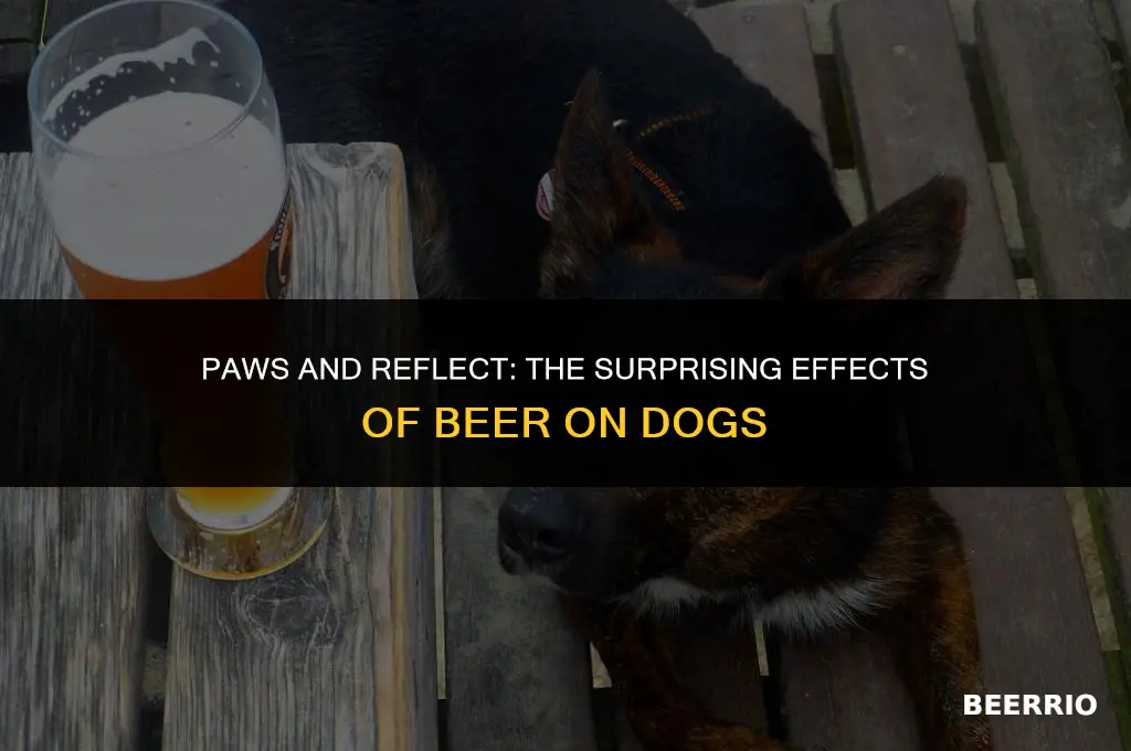 what happens if a dog gets a sip of beer
