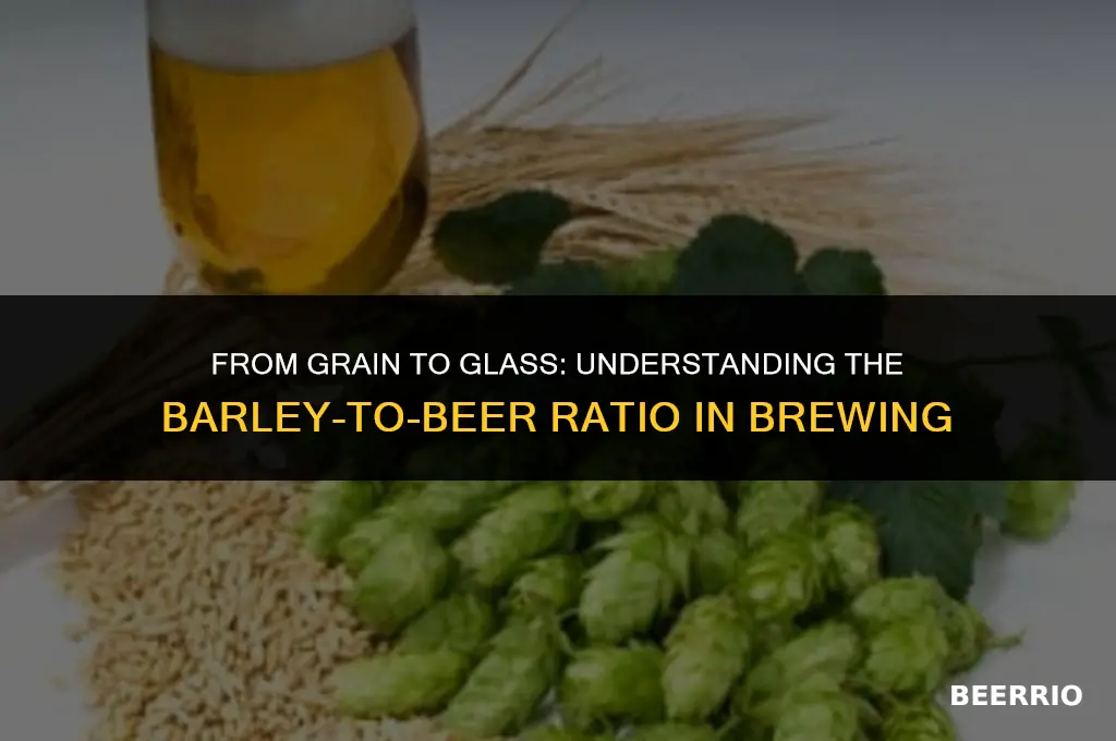 what is the ratio of barley to beer when brewing