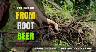 Exploring the Surprising Origins of Root Beer: A Tree's Tale